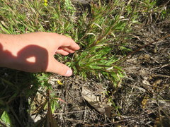 Dichanthelium villosissimum