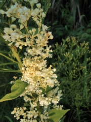 Reynoutria multiflora