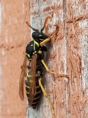 Polistes