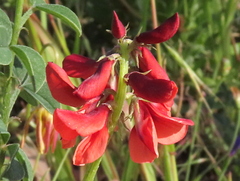 Indigofera complanata