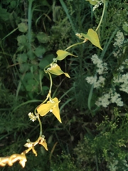 Reynoutria multiflora