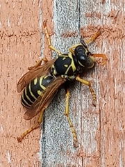 Polistes
