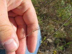 Dichanthelium villosissimum