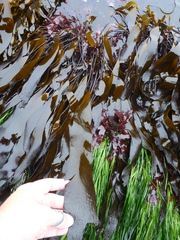 Laminaria sinclairii