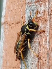 Polistes