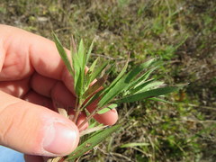 Dichanthelium villosissimum