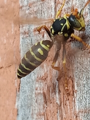 Polistes