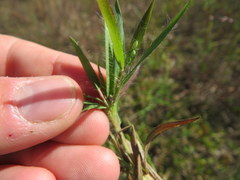 Dichanthelium villosissimum