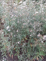 Symphyotrichum × salignum