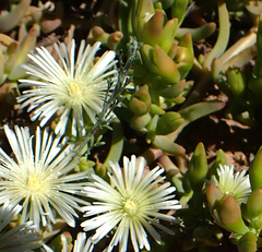 Mesembryanthemum excavatum
