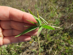 Dichanthelium villosissimum
