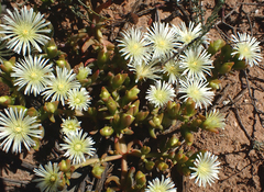 Mesembryanthemum excavatum