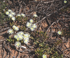 Mesembryanthemum excavatum