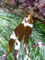Laminaria setchellii