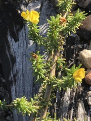 Aspalathus juniperina