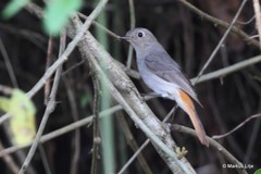 Phoenicurus hodgsoni