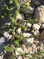 Aspalathus juniperina