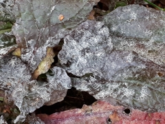 Neoerysiphe galeopsidis