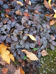 Neoerysiphe galeopsidis