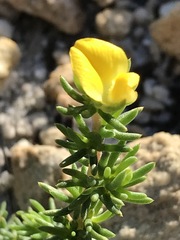 Aspalathus juniperina