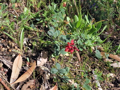 Indigofera complanata