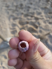 Megabalanus