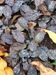 Neoerysiphe galeopsidis