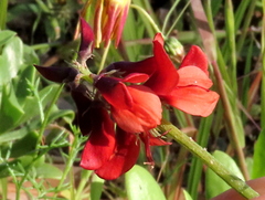 Indigofera complanata