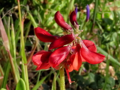 Indigofera complanata