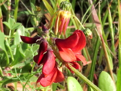 Indigofera complanata