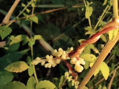 Cuscuta japonica