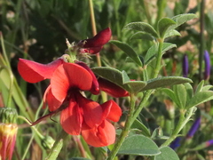 Indigofera complanata