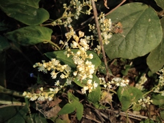 Reynoutria multiflora