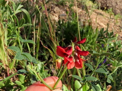 Indigofera complanata
