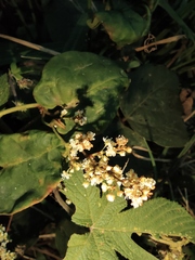 Reynoutria multiflora