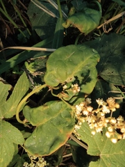 Reynoutria multiflora