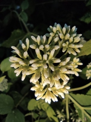 Eupatorium chinense