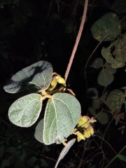 Rhynchosia volubilis