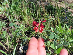 Indigofera complanata