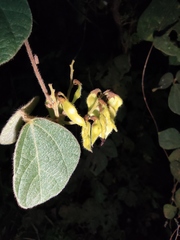 Rhynchosia volubilis