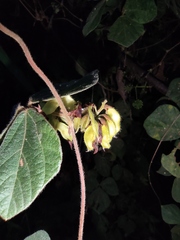 Rhynchosia volubilis