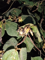 Rhynchosia volubilis