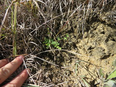 Astragalus distortus