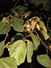 Rhynchosia volubilis