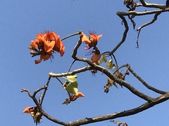 Erythrina velutina