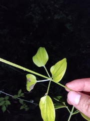 Rubia cordifolia