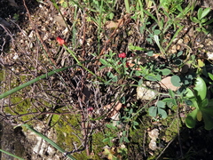 Indigofera complanata