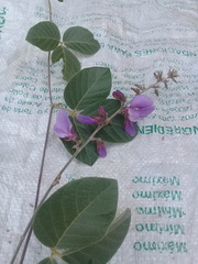 Dioclea sericea