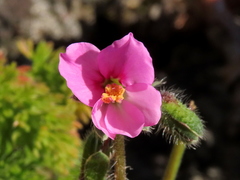 Pelargonium hirtum