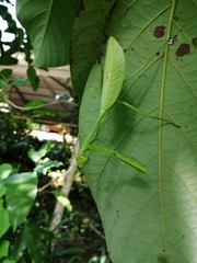 Stagmatoptera septentrionalis